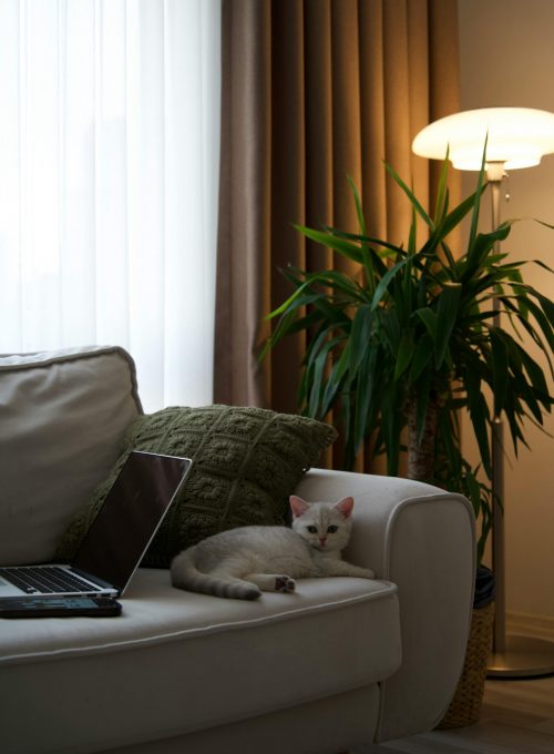 gemütliches Wohnzimmer mit Katze und Laptop auf der Couch. Im Hintergrund eine große Pflanze